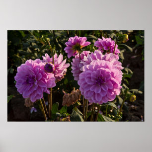 Dahlias, dahlia farm, Canby, Oregon, USA 5 Poster