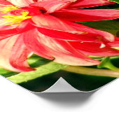 Dahlias Foto Poster / Print (Ecke)