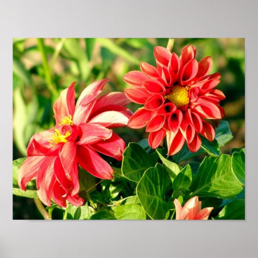 Dahlias Foto Poster / Print (Vorne)