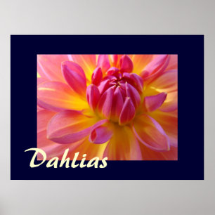 Dahlias Fotokunst Drucke Rosa Gelbe Dahlie