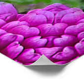 Dahlias.... Poster (Ecke)