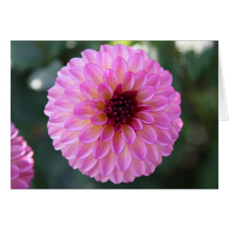 Dahlie