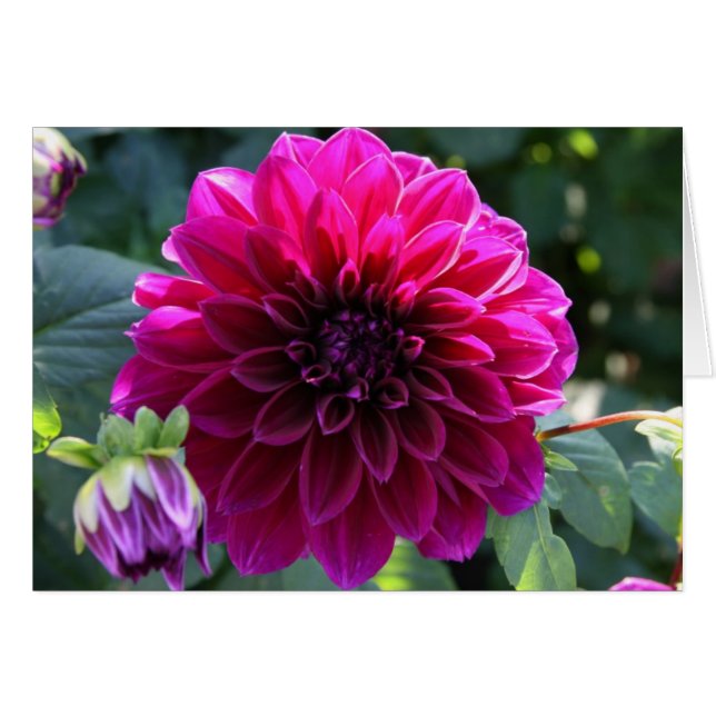 Dahlie (Vorderseite (Horizontal))
