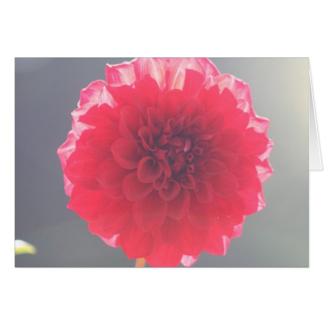 Dahlie 2 (Vorderseite (Horizontal))