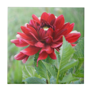 Dahlie-Blumen-Keramik-Fliese Fliese
