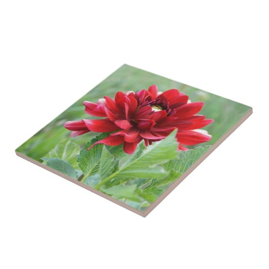 Dahlie-Blumen-Keramik-Fliese Fliese (Seite)