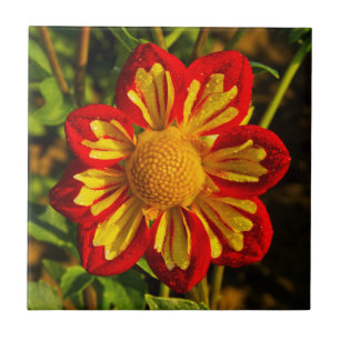 Dahlie, Dahlienfarm, Canby, Oregon, USA 1 Fliese