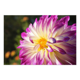Dahlie-Fotografie-Kunst druckt Dahlie-Blumen Fotodruck