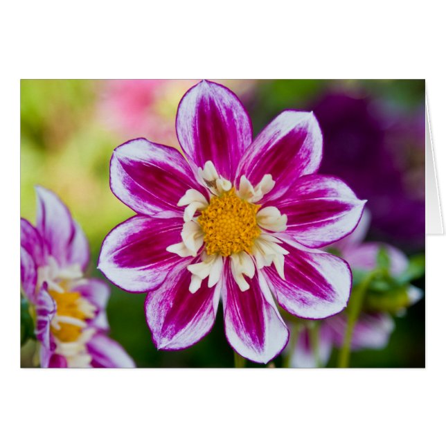 Dahlie, führen vor (Vorderseite (Horizontal))