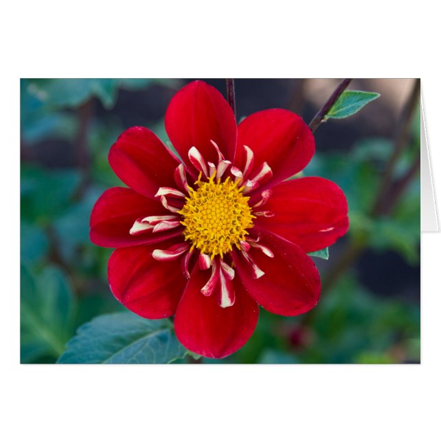 Dahlie, Herzklopfen (Vorderseite (Horizontal))