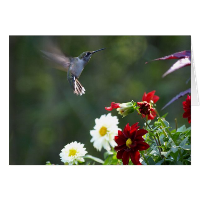 Dahlie Hummer (Vorderseite (Horizontal))