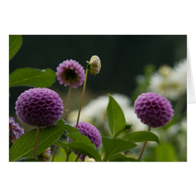 Dahlie-Karte (Vorderseite (Horizontal))