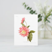 Dahlie 'Loreley' Postkarte (Stehend Vorderseite)