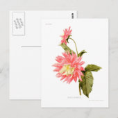 Dahlie 'Loreley' Postkarte (Vorne/Hinten)
