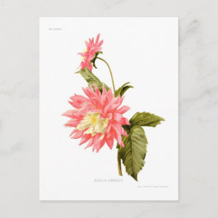 Dahlie 'Loreley' Postkarte