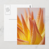 Dahlie mit Taubentropfen Postkarte (Vorne/Hinten)