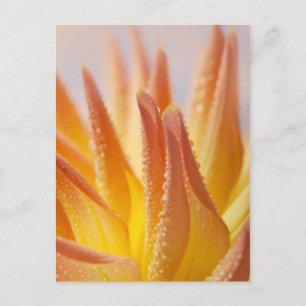 Dahlie mit Taubentropfen Postkarte