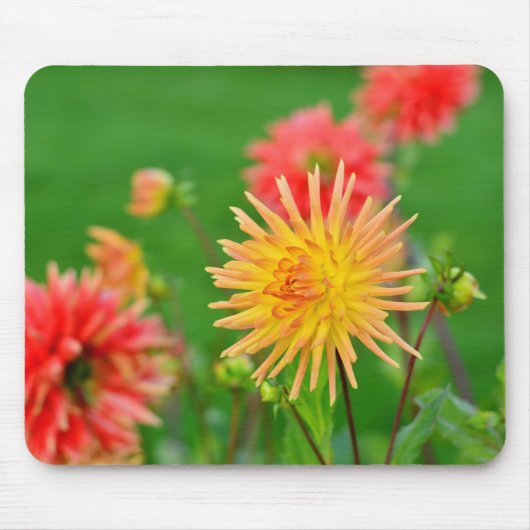 Dahlie Mousepad (Vorne)