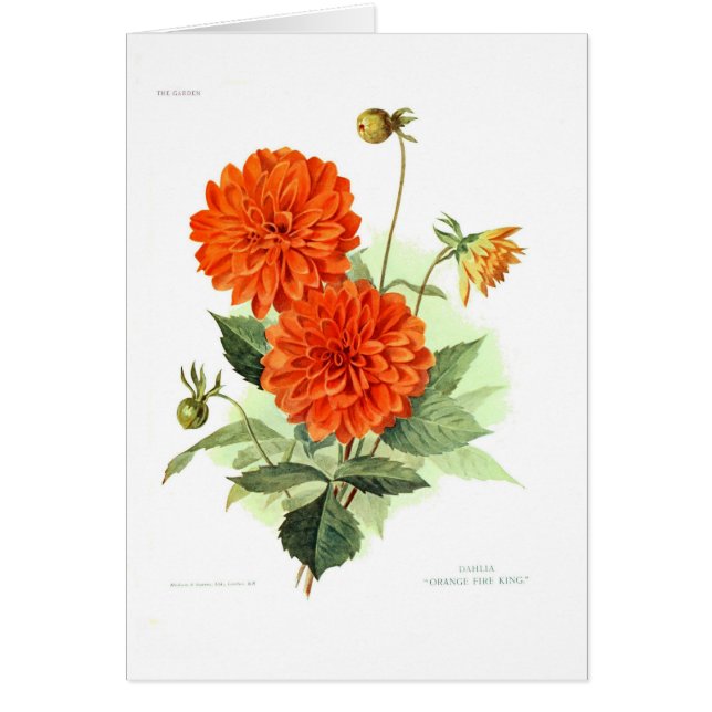 Dahlie-'orange Feuer King (Vorne)