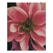 Dahlie Poster (Vorderseite)