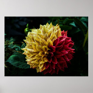 Dahlie Poster