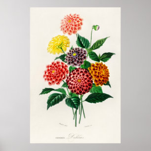 Dahlie Poster