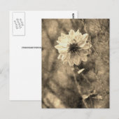 Dahlie Postkarte (Vorne/Hinten)
