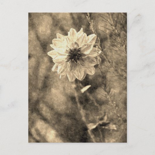 Dahlie Postkarte (Vorderseite)