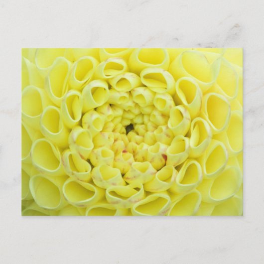Dahlie Postkarte (Vorderseite)