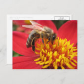 Dahlie (rot) postkarte (Vorne/Hinten)