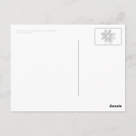 Dahlie (rot) postkarte (Rückseite)