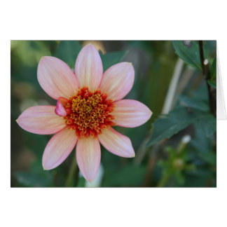 Dahlie, total Mandarine