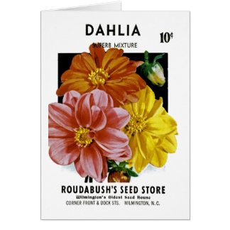 Dahlie-Vintages Samen-Paket