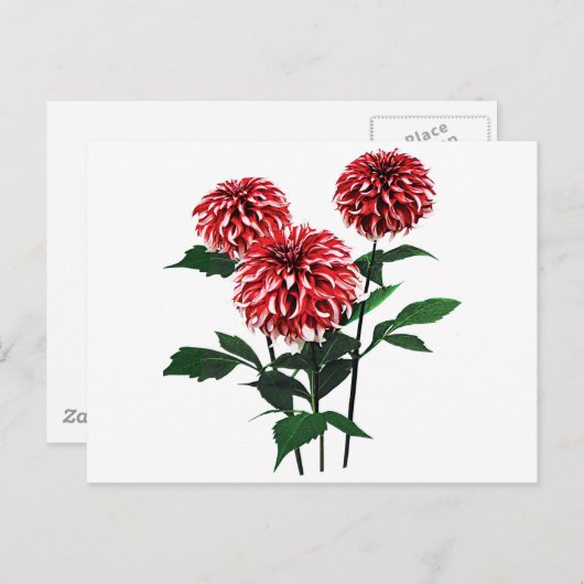 Dahlie Weihnachtsmann Feiertagspostkarte (Vorne/Hinten)