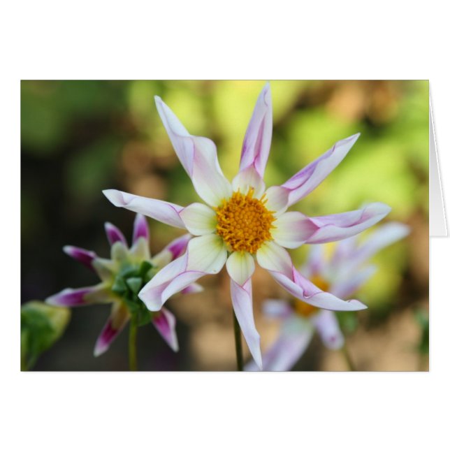 Dahlie, Willie Willie (Vorderseite (Horizontal))