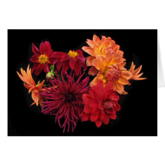 Dahlien (Vorderseite (Horizontal))