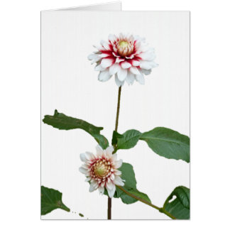 Dahlien 1