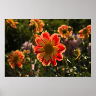 Dahlien, Dahlienfarm, Canby, Oregon, USA 2 Poster