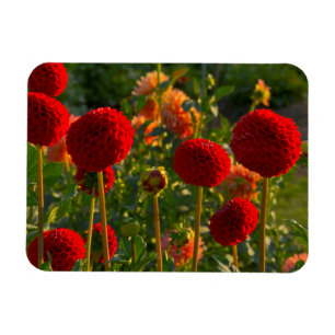Dahlien, Dahlienfarm, Canby, Oregon, USA 3 Magnet