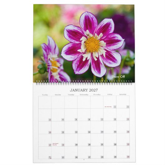 Dahlien Kalender (Jan 2027)