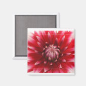 Dahlienmagnet Magnet (Vorderseite/Rückseite)