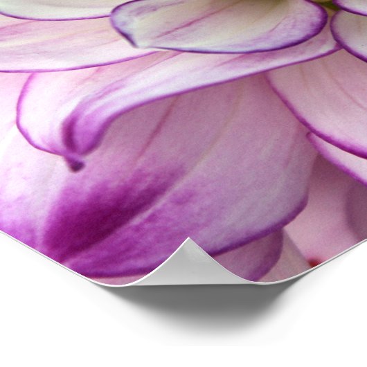 Dahliposter Poster (Ecke)