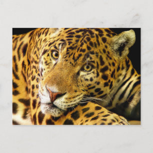 Daimler der Jaguar Postkarte