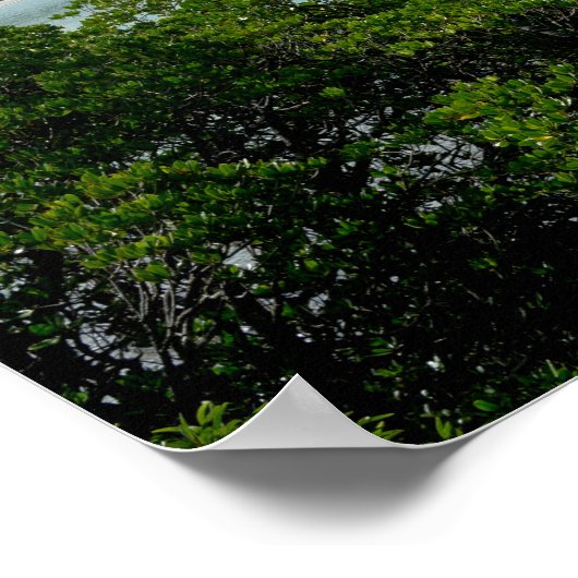 Daintree Rainforest in Cape Tribulation Poster (Ecke)