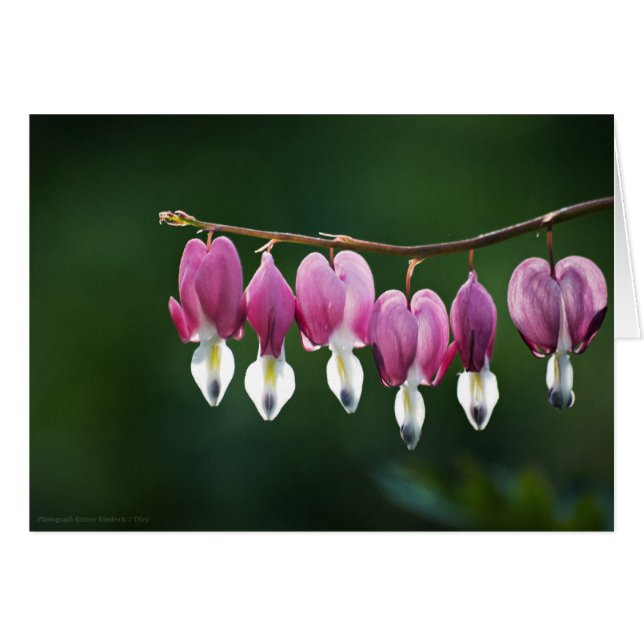 Dainty Hearts Card (Vorderseite (Horizontal))