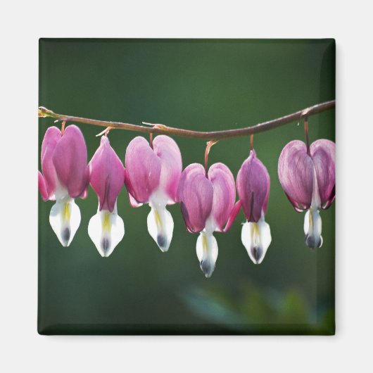 Dainty Hearts Magnet (Vorne)