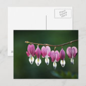 Dainty Hearts Postcard Postkarte (Vorne/Hinten)