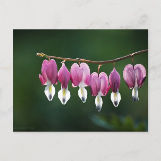 Dainty Hearts Postcard Postkarte (Vorderseite)
