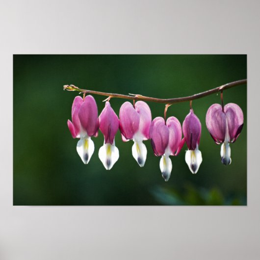 Dainty Hearts Print Poster (Vorne)