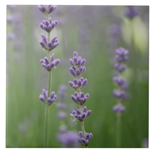 Dainty Lavender Large Square Tile Fliese (Vorderseite)